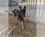 Small #1 German Shepherd Dog Mix