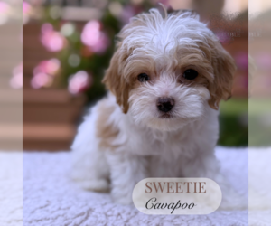 Cavapoo Puppy for sale in ELMHURST, IL, USA