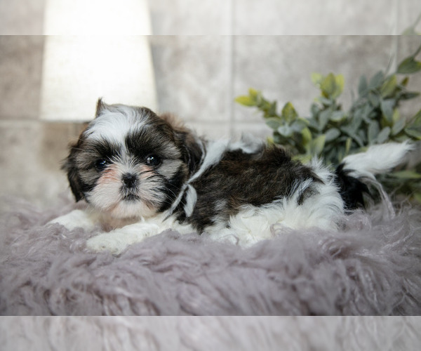 Medium Photo #2 Shih Tzu Puppy For Sale in CLARE, MI, USA