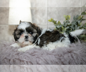 Medium Shih Tzu