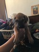 Small Photo #8 Great Dane Puppy For Sale in WEIRTON, WV, USA