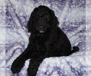 Labradoodle Puppy for sale in LA HABRA, CA, USA