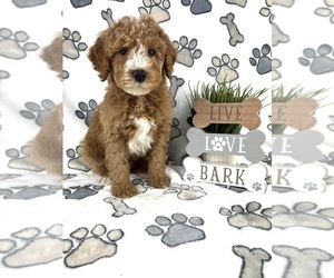 Goldendoodle (Miniature) Puppy for sale in INDIANAPOLIS, IN, USA