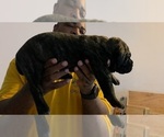 Puppy Puppy 4 Cane Corso