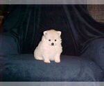 Small #6 Pomeranian
