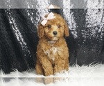 Puppy Pepsi AKC Poodle (Miniature)