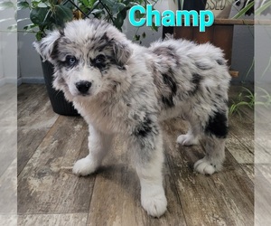 Australian Eskimo Dog for Adoption in HOLTON, Michigan USA
