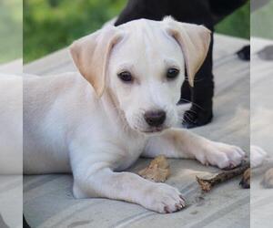 Gardenia (Bloom Pup) - Male Chihuahua-Colonial Cocker Spaniel Mix Dog for Adoption - Photo #16