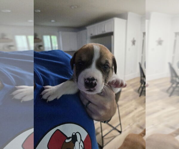 Medium Photo #6 Labrador Retriever Puppy For Sale in The Woodlands, TX, USA