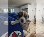 Small #5 Labrador Retriever