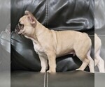 Small #1 French Bulldog