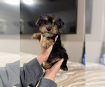 Small #1 Yorkshire Terrier
