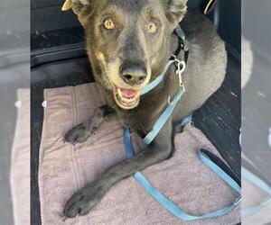 Labrador Retriever Dogs for adoption in San Antonio, TX, USA