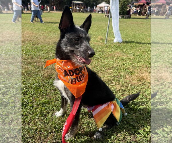 Medium Photo #11 Mutt Puppy For Sale in Brooklyn Center, MN, USA