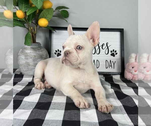 Medium Photo #3 French Bulldog Puppy For Sale in FRANKLIN, IN, USA