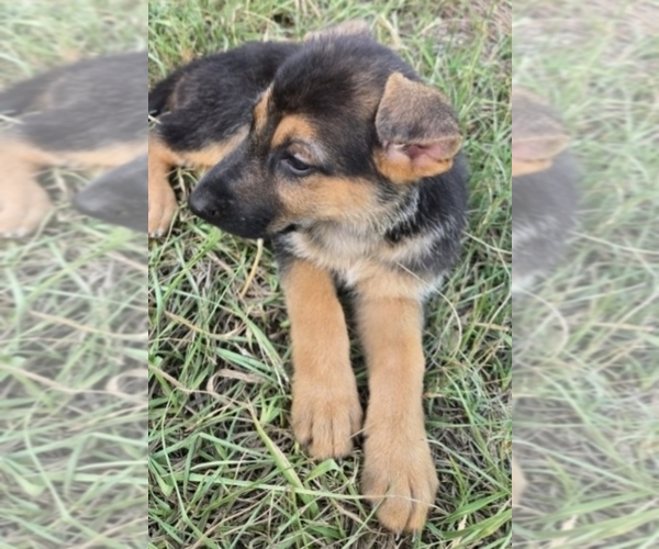 Medium Photo #4 German Shepherd Dog Puppy For Sale in INEZ, TX, USA