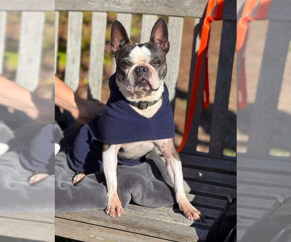 Medium Photo #2 Boston Terrier Puppy For Sale in Oak Bluffs, MA, USA