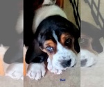 Puppy Puppy 6 Basset Hound