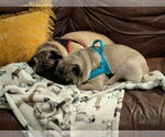 Small #2 Pug