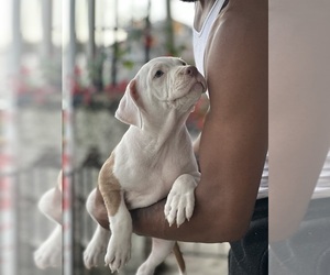 American Pit Bull Terrier-American Staffordshire Terrier Mix Puppy for sale in YEADON, PA, USA