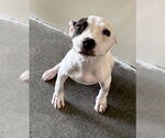 Small Photo #2 American Pit Bull Terrier Puppy For Sale in San Bernardino, CA, USA