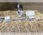Puppy Boy Wire Fox Terrier
