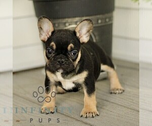 French Bulldog Puppy for sale in RONKS, PA, USA