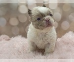 Small #11 French Bulldog
