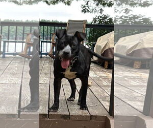 Staffordshire Bull Terrier-Unknown Mix Dogs for adoption in New London, WI, USA