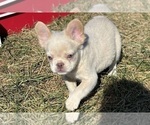 Small #14 French Bulldog