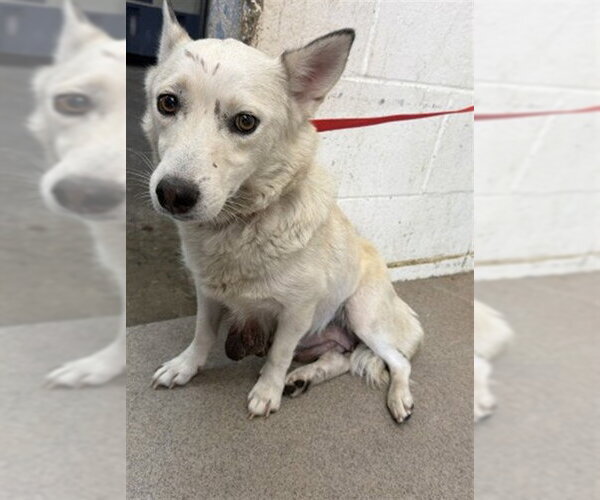 Medium Photo #1 Horgi Puppy For Sale in San Bernardino, CA, USA