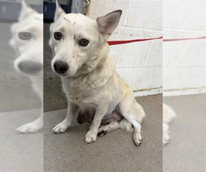 Horgi Dogs for adoption in San Bernardino, CA, USA