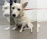 GLADIS - Female Horgi Dog for Adoption - Small photo
