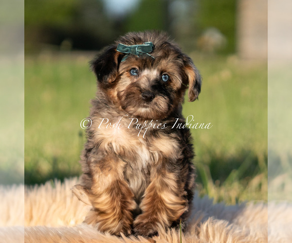 Medium Photo #69 Maltipoo (Miniature) Puppy For Sale in WARSAW, IN, USA