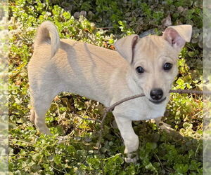 Chihuahua-Unknown Mix Dogs for adoption in Olalla, WA, USA