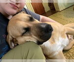 Small #3 Anatolian Shepherd-Rhodesian Ridgeback Mix