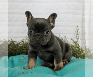 French Bulldog Puppy for sale in LITITZ, PA, USA