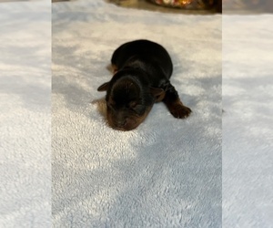 Yorkshire Terrier Puppy for sale in NORMANGEE, TX, USA