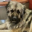 Small Photo #1 Caucasian Shepherd Dog Puppy For Sale in FRAZIER PARK, CA, USA