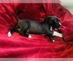 Image preview for Ad Listing. Nickname: Jessie