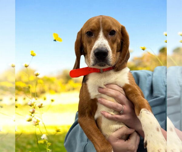Medium Photo #3 Beagle-Unknown Mix Puppy For Sale in Westwood, NJ, USA