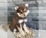 Small #1 Pomeranian