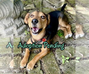 Beagle-Unknown Mix Dogs for adoption in Dunnellon, FL, USA
