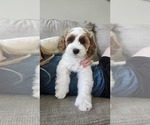 Puppy Ranger Cockapoo-Poodle (Miniature) Mix