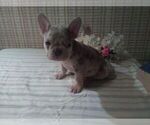 Small Photo #4 French Bulldog Puppy For Sale in GULLIVER, MI, USA