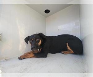 Labrottie Dogs for adoption in Houston, TX, USA
