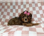 Small #6 YorkiePoo