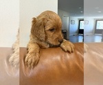 Puppy Braxton --Golden Retriever Mix