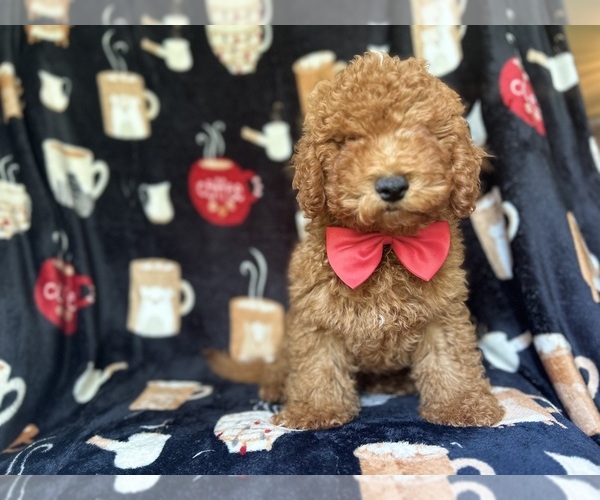 Medium Photo #4 Cavapoo Puppy For Sale in LAKELAND, FL, USA