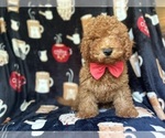 Small #3 Cavapoo